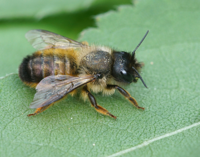 A Red mason bee (Osmia) resting on a green leaf.