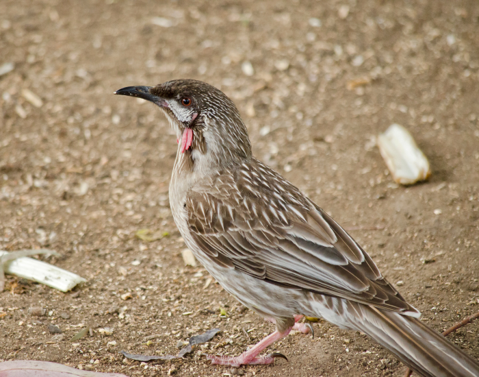 A Red Wattlebird standing on dry ground, displaying grey-brown streaked body feathers, a white-streaked chest, and reddish fleshy wattles visible near the side of its neck.