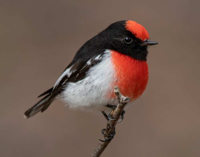 Red-capped robin with a bright red crown and chest
