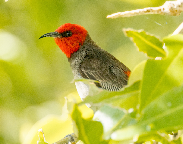 A small Red-headed Honeyeater perched amidst bright green leaves. It features a brilliant crimson head and neck contrasting with a greyish body.