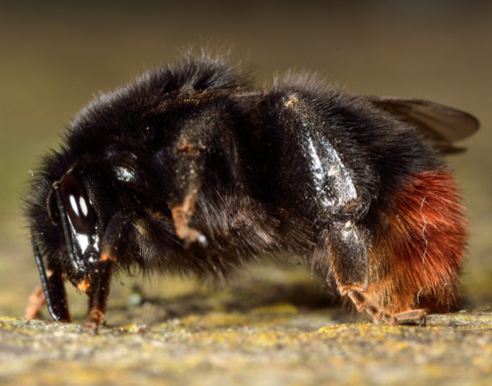 A red-tailed bumblebee with a distinct reddish tip resting on a muted background.