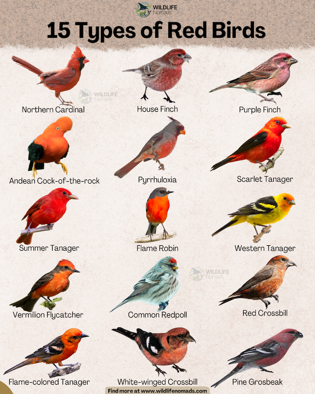 An identification guide titled "15 Types of Reddish Birds" displaying labeled illustrations of species including the Northern Cardinal, House Finch, Scarlet Tanager, Flame Robin, and Vermilion Flycatcher.