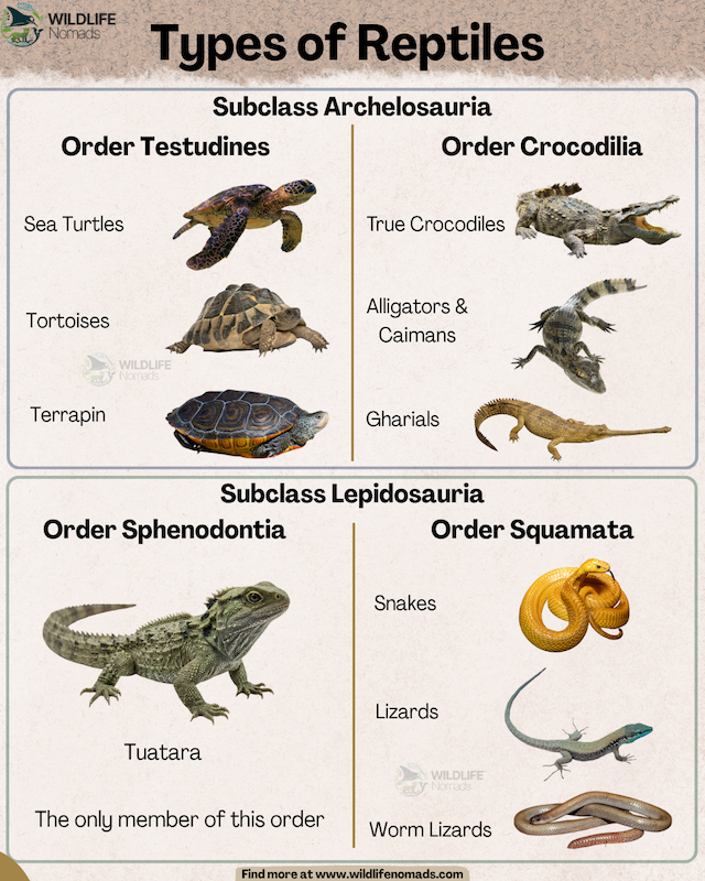An educational graphic titled "Types of Reptiles" divided into two main subclasses. The top section, Subclass Archelosauria, features Order Testudines (sea turtles, tortoises, terrapin) and Order Crocodilia (true crocodiles, alligators and caimans, gharials). The bottom section, Subclass Lepidosauria, highlights Order Sphenodontia featuring the Tuatara, and Order Squamata displaying snakes, lizards, and worm lizards.