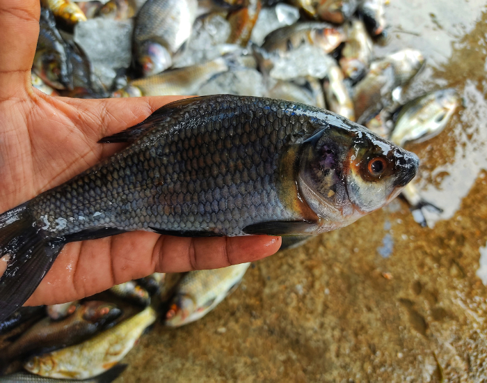 A dark Rohu fish resting on a wooden shore or cutting board.