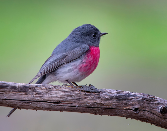 Rose robin perching on a woody branch outdoors