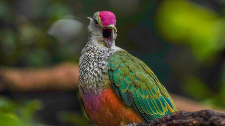 A close-up shot of a vibrant Rose-crowned Fruit-Dove with its beak wide open, perched against a soft, blurred green background. The image showcases its signature bright pink crown, textured grey neck feathers, orange belly, and deep green wings.