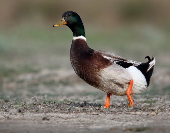 A full-body view of a male Rouen duck standing on the ground, showcasing its iridescent green head and chestnut chest.