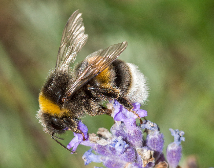 A ruderal bumblebee pollinating a stem of purple flowers.