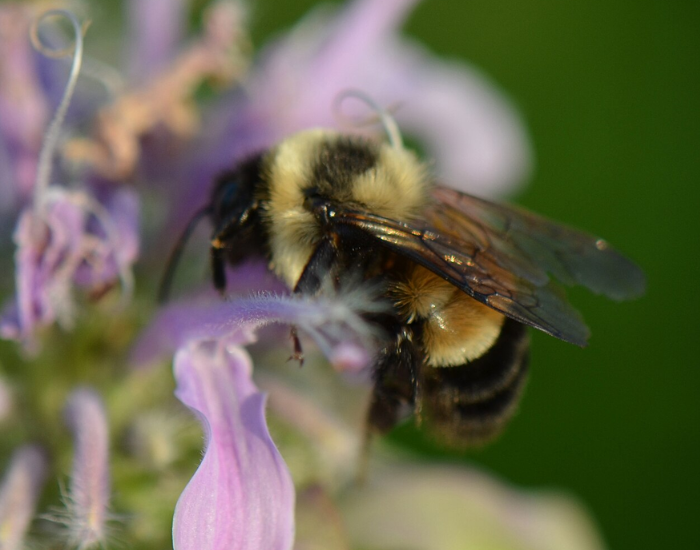 An endangered rusty patched bumblebee foraging on pale purple blossoms.
