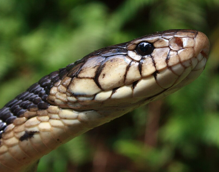 A close-up headshot of a São Tomé cobra (Naja peroescobari) facing right against foliage.