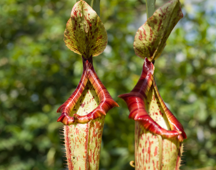 Upright trumpet pitcher plants growing in a boggy field, their tall tubes open at the top.