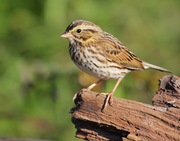 A savannah sparrow perched on an old wooden log in a sunny field.