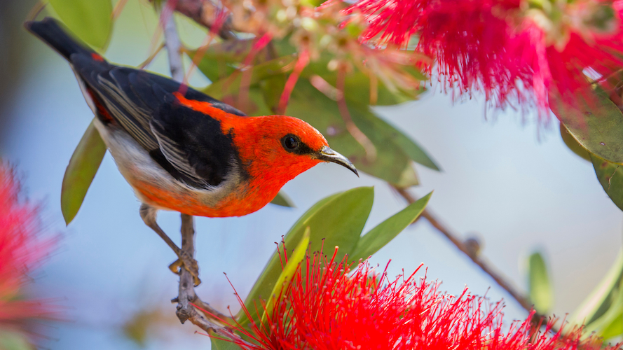 A male Scarlet Honeyeater perched on a thin stem among bright red bottlebrush blossoms and green leaves. The bird features a vibrant scarlet-red head, breast, and lower back contrasting sharply with its black wings, dark tail, and pale belly.
