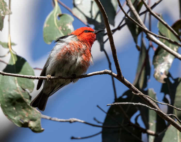 A male Scarlet Honeyeater perched on a twig against a backdrop of leaves and blue sky. It exhibits vibrant scarlet red feathers covering its head and chest, set against dark wings.