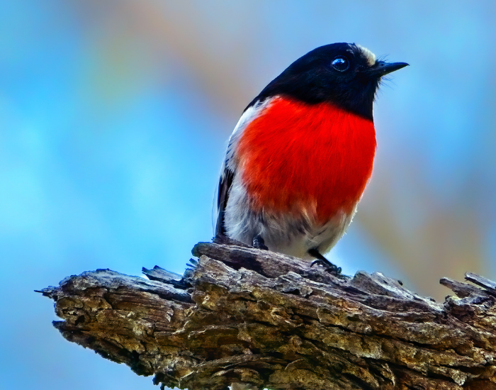 Scarlet robin with a vivid red breast resting on a tree log