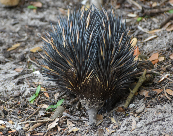 Short-Beaked Echidna (Tachyglossus aculeatus) A Short-Beaked Echidna covered in sharp spines foraging on ground scattered with dry leaves and twigs.