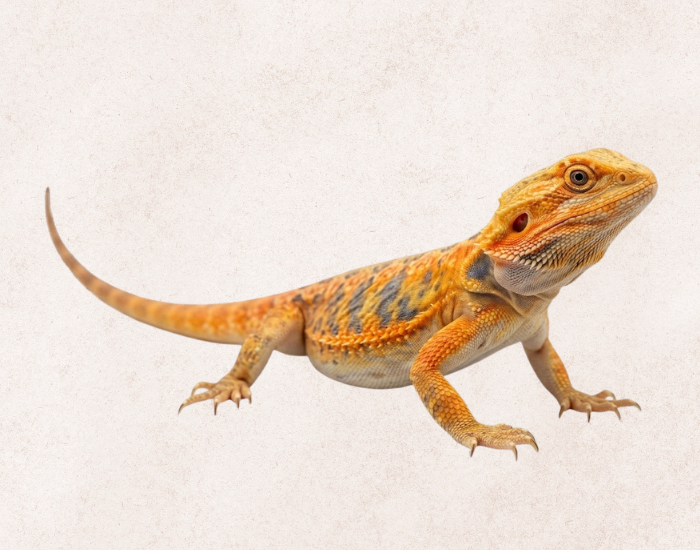 Silkback Bearded Dragon isolated illustration