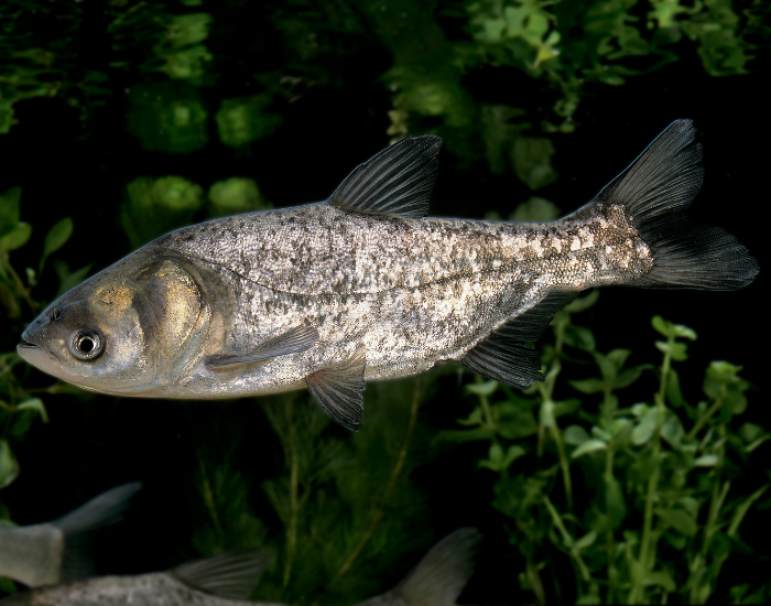 A silver carp swimming among green aquatic plants in an aquarium.