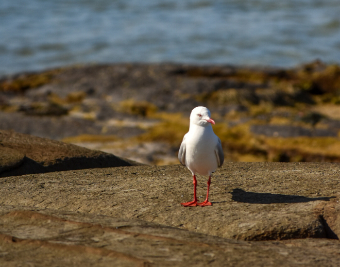 A Silver Gull with pale grey and white feathers and bright red legs standing on a rocky shoreline.