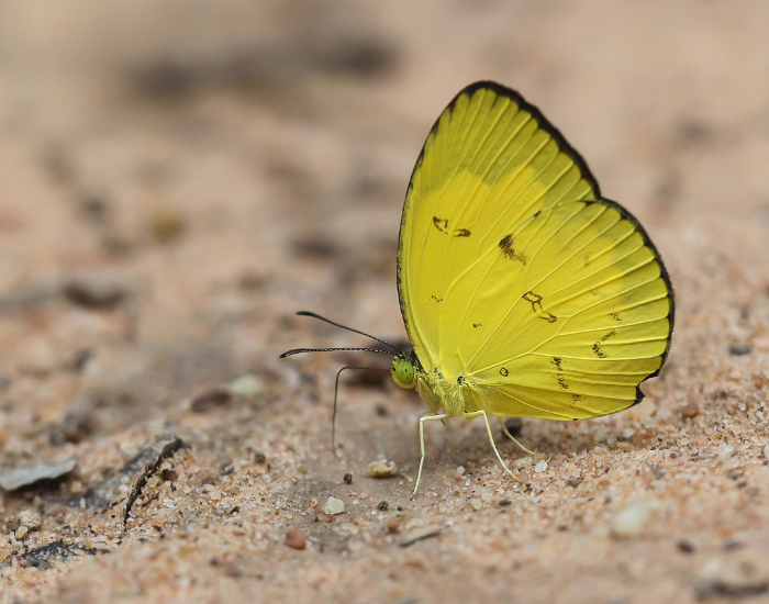 Small Grass-yellow butterfly perched on grainy soil ground.