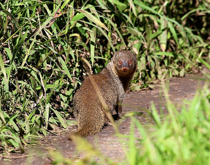 A small Indian mongoose partially hidden among tall green grass.