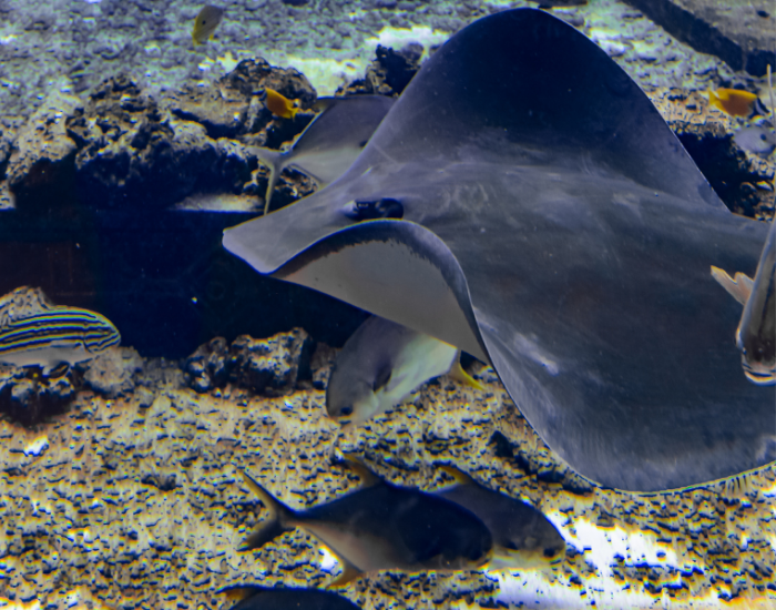 A large, dark Smooth Stingray swimming underwater over a rocky and sandy ocean floor.