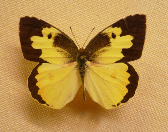 Open-winged Southern Dogface butterfly specimen showing distinct yellow and black wing patterns.