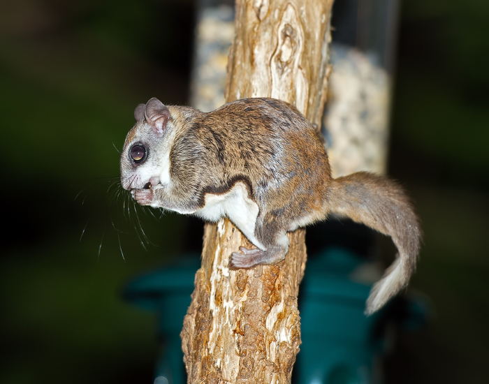 A southern flying squirrel perched on a thin wooden post while holding a piece of food.