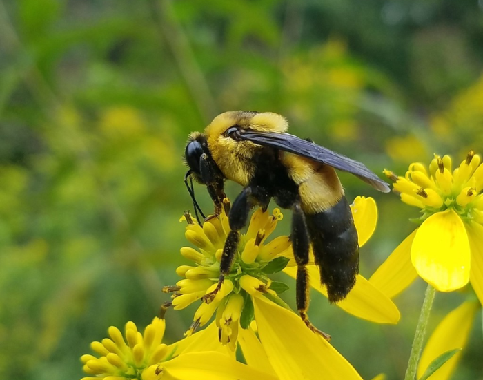 A southern plains bumblebee perched on yellow wild blossoms.