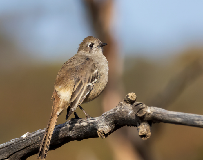 Southern scrub-robin standing on a tree branch