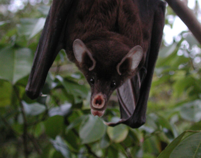 A large spectral bat perched amidst green foliage.