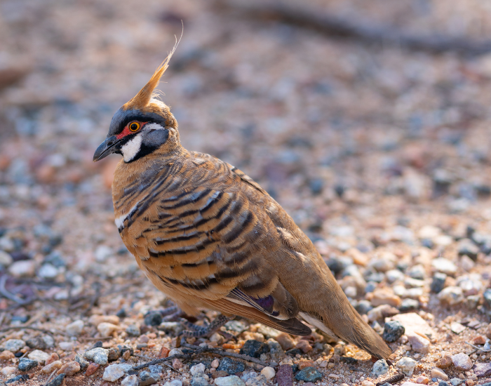 A distinctly patterned, rusty-brown desert pigeon with a tall erect crest resting on stony ground.