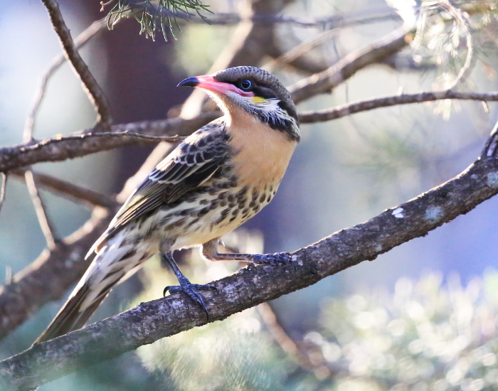 A Spiny-cheeked Honeyeater perching on a fine branch. It shows a pinkish-orange base to its bill, a pale throat, and subtle spiny white feathers extending along its cheek.