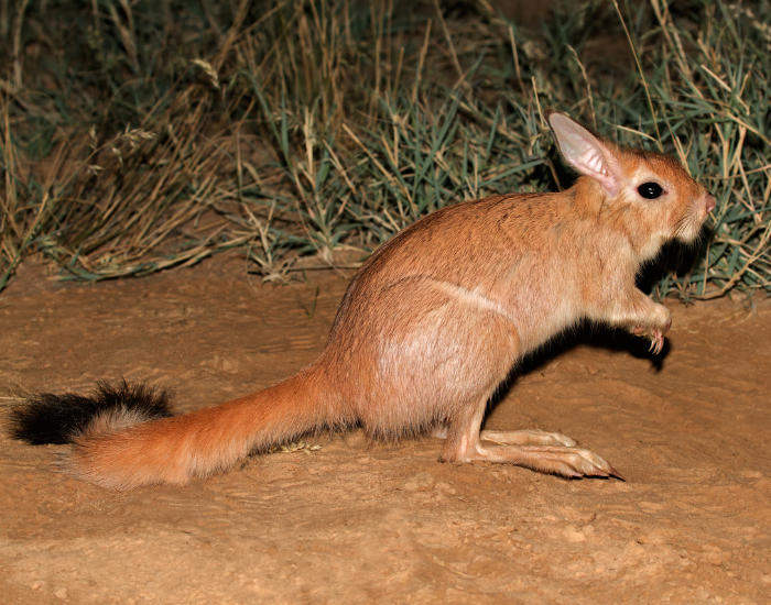 A springhare standing upright on sandy ground on its long hind legs.