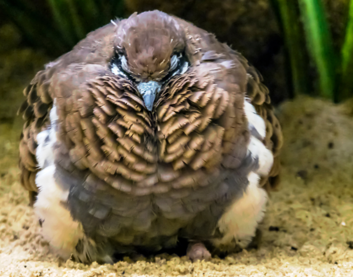 A ground-dwelling pigeon crouching low in dry soil, featuring a bold black-and-white facial pattern.