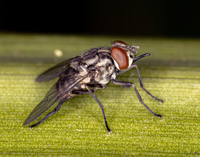 Macro view of a stable fly resting on a green leaf. Its bayonet-like piercing mouthpart extends forward from its head.
