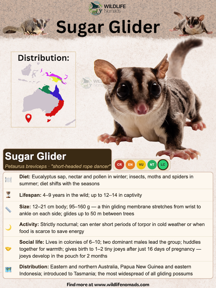 Wildlife Nomads species profile infographic for the Sugar Glider (Petaurus breviceps), featuring a main photo, a geographic distribution map of Australia and New Guinea, a Least Concern (LC) conservation status badge, and key facts covering diet, lifespan, size, nocturnal activity, social structure, and habitat.