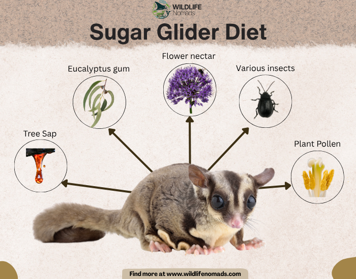 an infographic of a sugar glider showing the main diet