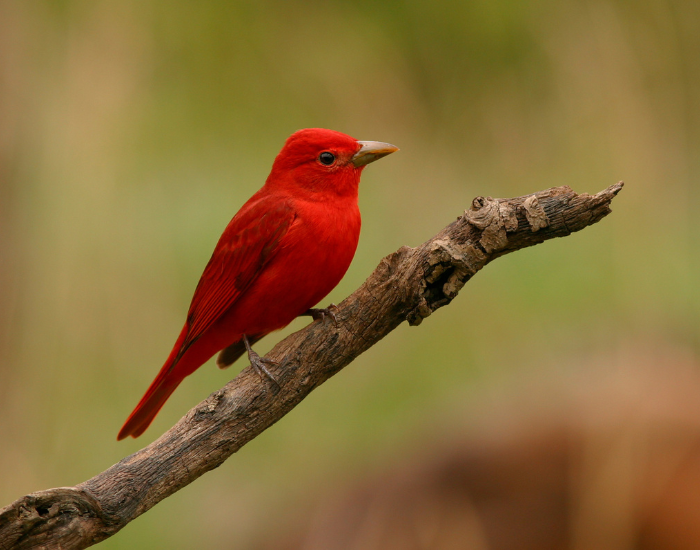 An all-red male summer tanager perching on a weathered wooden branch against a soft background.