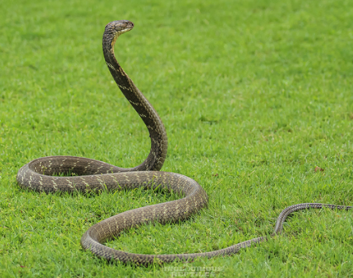 A dark Sunda King cobra (Ophiophagus hannah) rears up tall on manicured green lawn grass