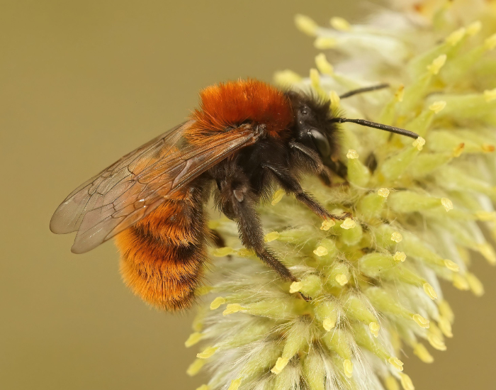 A furry orange Tawny mining bee feeding on a yellow flower.