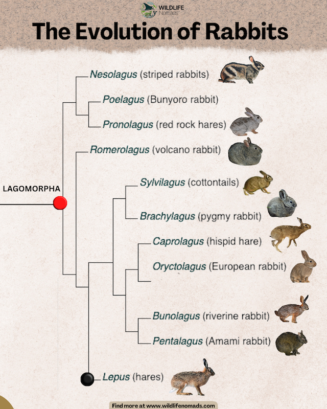 An evolutionary phylogenetic tree diagram titled "The Evolution of Rabbits" showing how different genera under the order Lagomorpha branched out into modern rabbit and hare species.