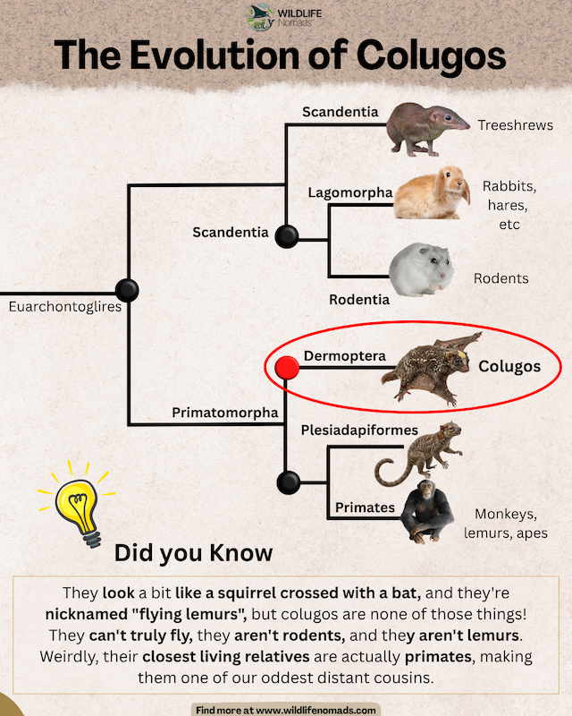 Educational infographic titled 'Interesting Facts About Colugos' detailing gliding adaptations, diet, and primate kinship alongside a colugo carrying its baby.