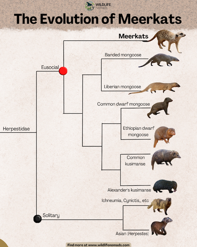 An evolutionary phylogenetic tree diagram titled "The Evolution of Meerkats" by Wildlife Nomads, detailing the genetic relationships within the Herpestidae family. The chart splits into eusocial and solitary lineages, showing how meerkats connect to related species such as the banded mongoose, Liberian mongoose, common dwarf mongoose, and various kusimanses.