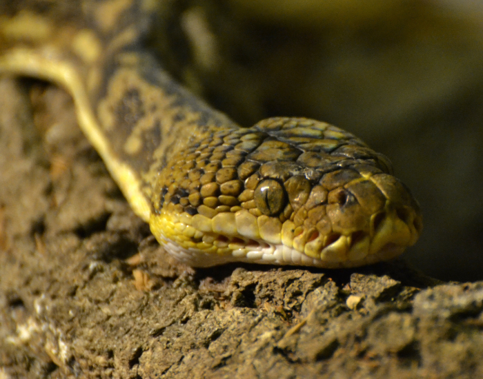 A Timor python resting on dark soil and rock, highlighting its subtle geometric patterns.