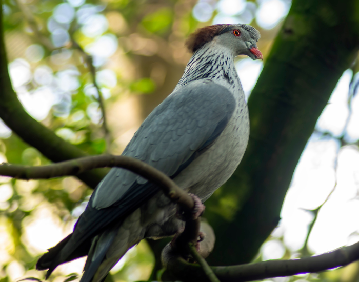 : A high-contrast pigeon perched among tree branches, showing a bright white head and dark body plumage.