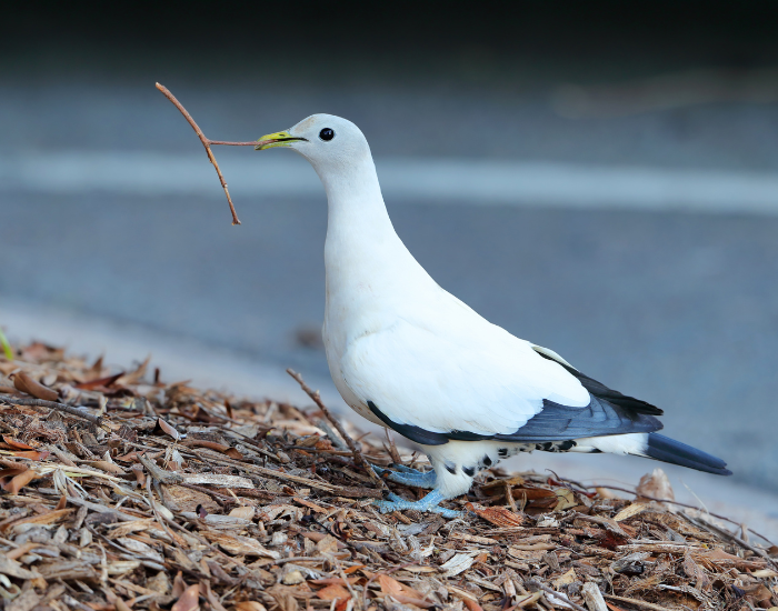 A large, clean white pigeon with black wingtips standing on dark ground debris.