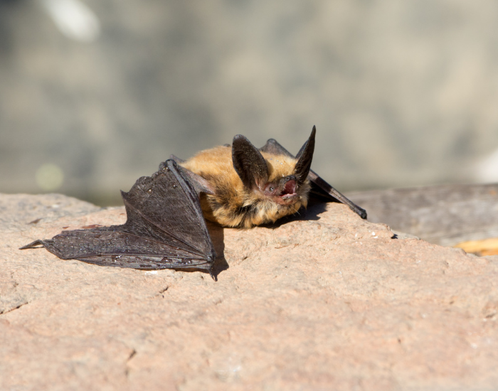a Townsend's Big-Eared Bat laying on a sunny rock
