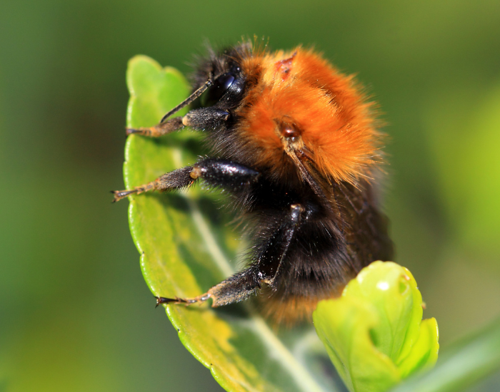 A tree bumblebee with a brownish-orange thorax clinging to a green leaf.
