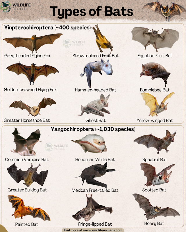 An educational infographic titled "Types of Bats" split into two main sections: Yinpterochiroptera (~400 species) and Yangochiroptera (~1,030 species), showcasing illustrations of 15 unique bat species with their names.